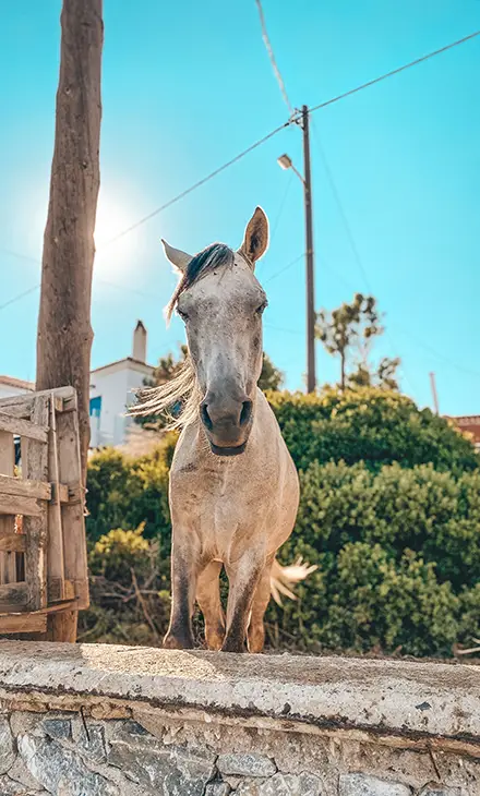 White and gray horse in Greece looking straight the camera, in front of green bushes
