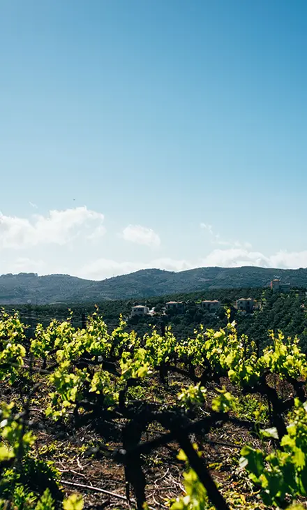 Close up of vines in a vineyards with hills and mountains in the background