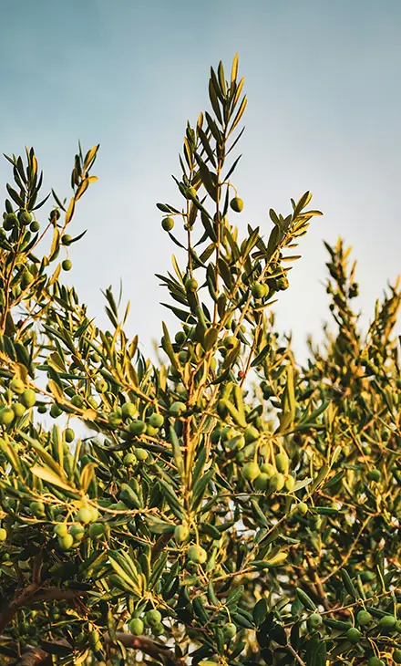 Olive tree barnches with olives on them