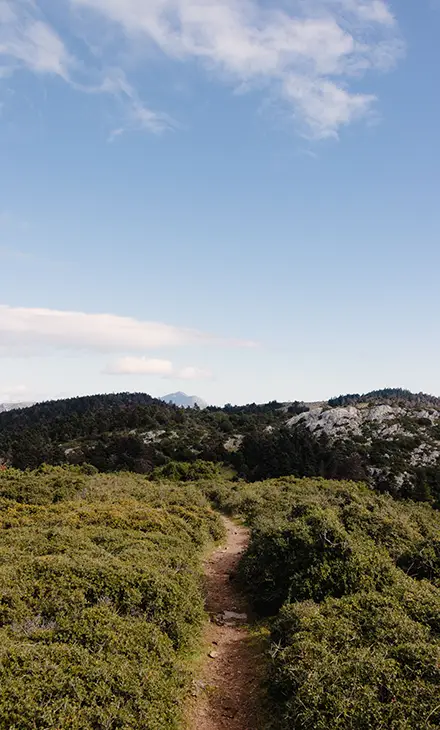 Mountains in Greece and a pathways formed between green bushes