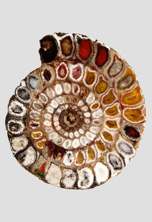 A rare ammonite cross-section with colourful minerals deposits